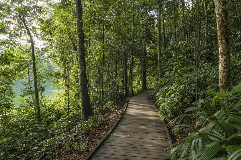 A rainforest boardwalk trail in Singapore